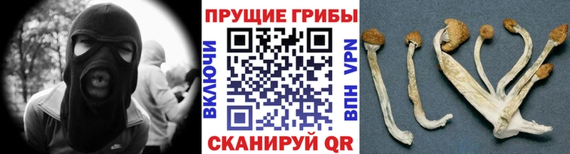 цены   Сургут  Псилоцибиновые грибы Psilocybe 